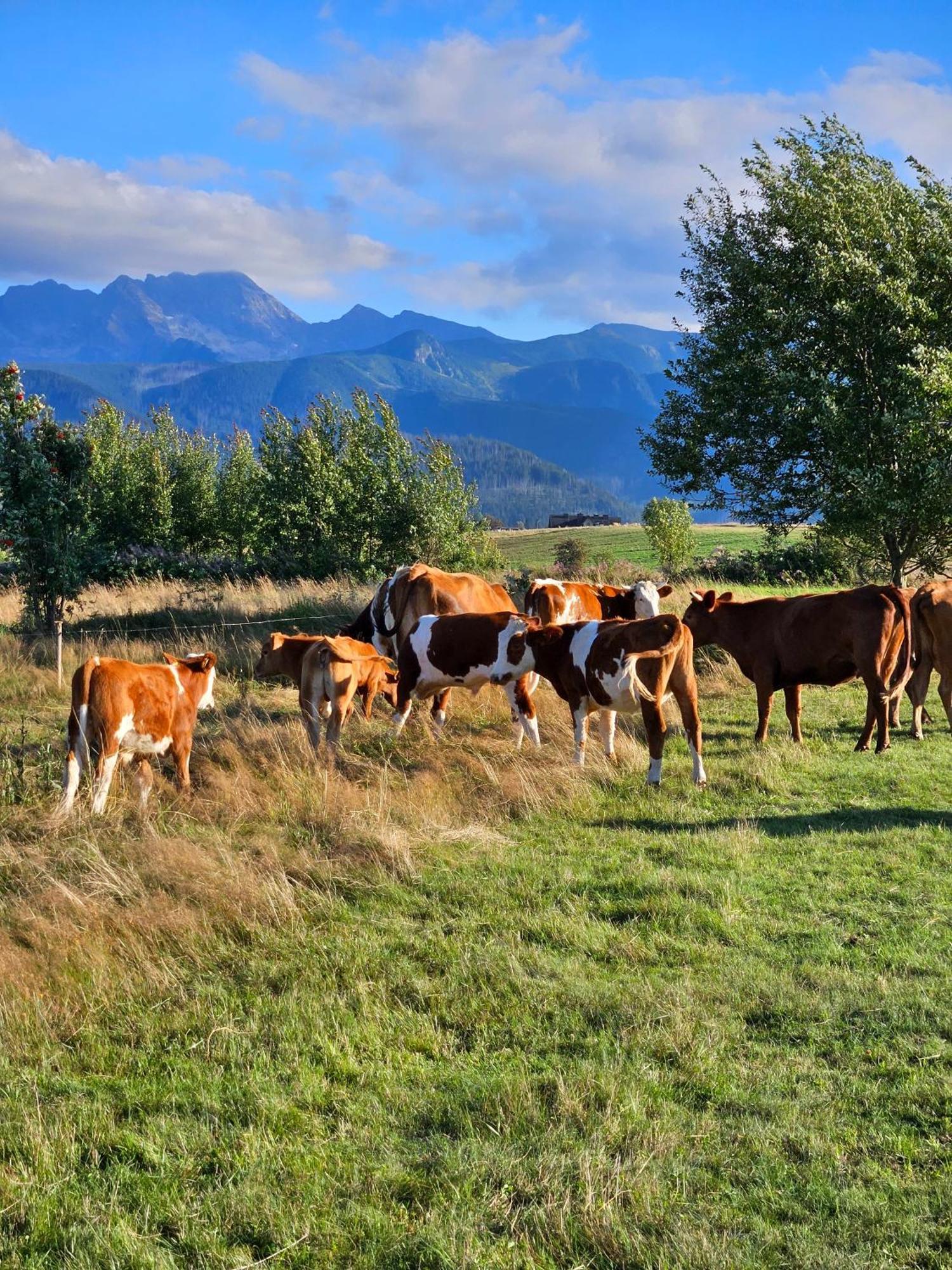 Góralska Chatka w Zakopanem Exterior foto